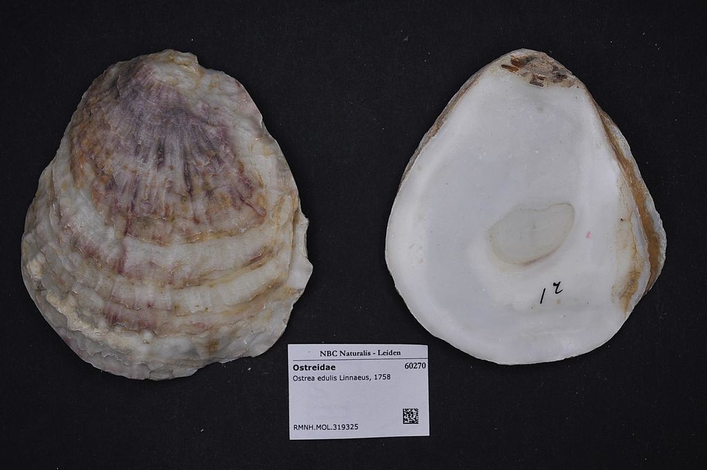 https://commons.wikimedia.org/wiki/File:Naturalis_Biodiversity_Center_-_RMNH.MOL.319325_2_-_Ostrea_edulis_Linnaeus,_1758_-_Ostreidae_-_Mollusc_shell.jpeg